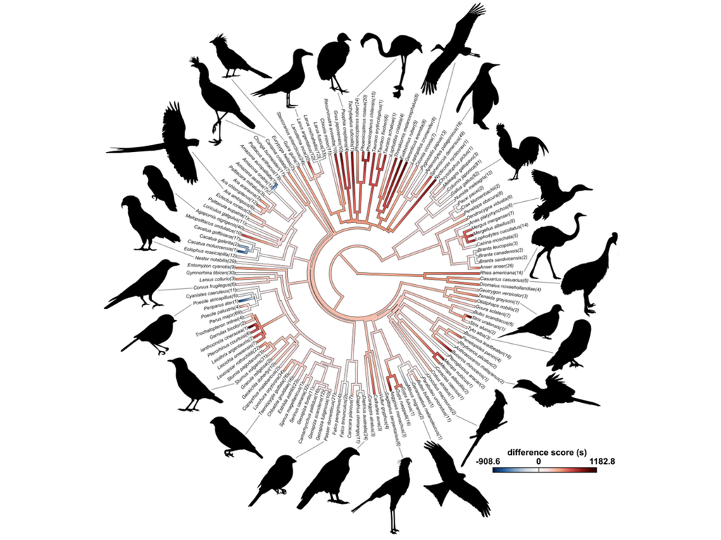 Übersichtsdiagramm über Neophobie und Verwandtschaftsbeziehungen verschiedener untersuchter Vogelarten. Übersichtsdiagramm über Neophobie und Verwandtschaftsbeziehungen verschiedener untersuchter Vogelarten.