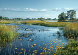 Neue Erkenntnis aus D&auml;nemark: Feuchtgebiete sollten nicht &uuml;berflutet werden