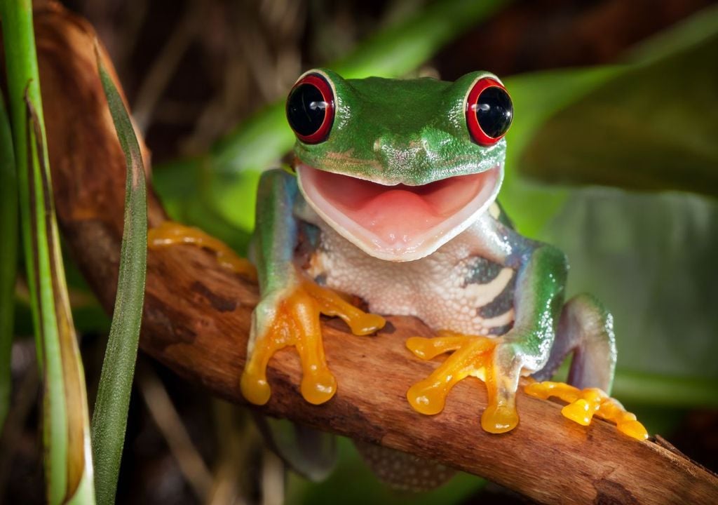 frog, madagaskar