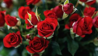 Neue Rosen zum Nulltarif: Jetzt ist der beste Zeitpunkt zum Vermehren