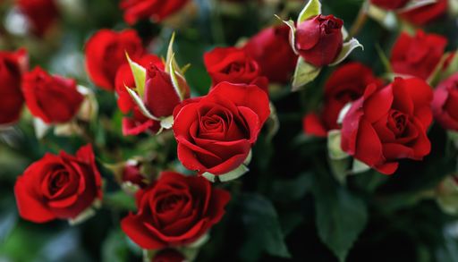 Neue Rosen zum Nulltarif: Jetzt ist der beste Zeitpunkt zum Vermehren