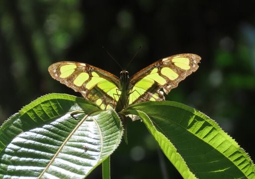Neue Studie: Klimawandel treibt tropische Insekten im Amazonas an ihre Grenzen