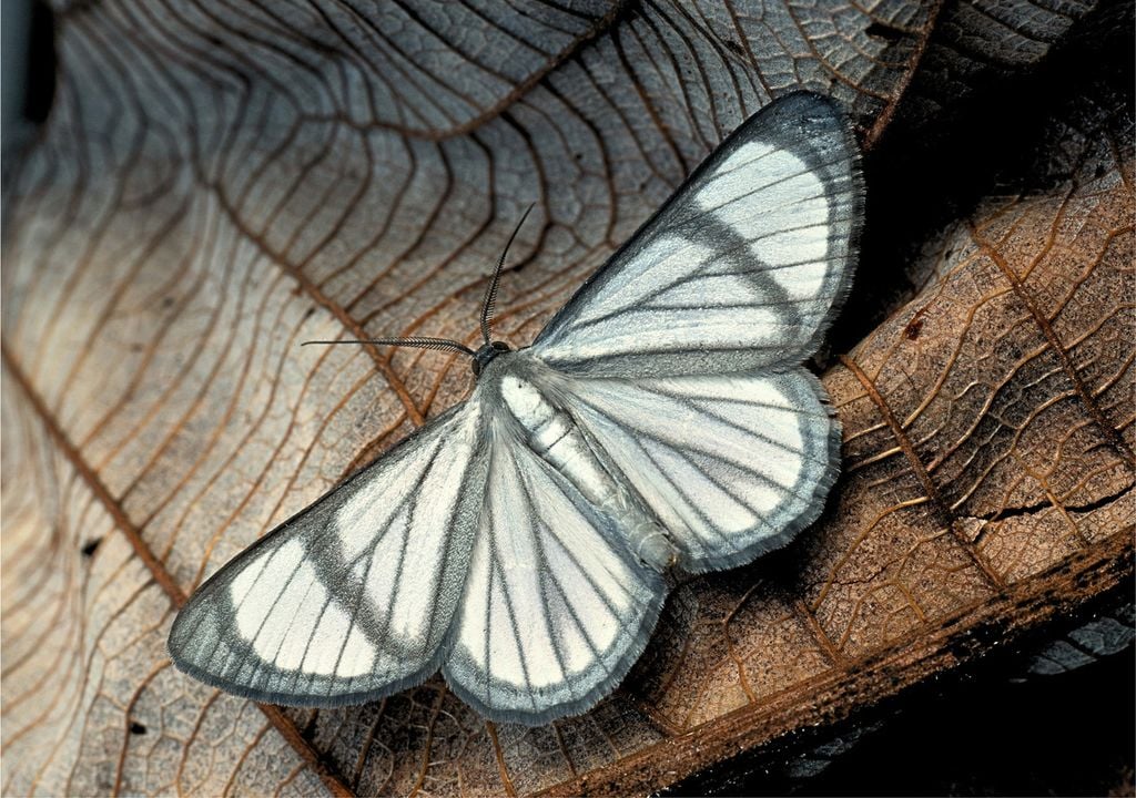 Eine wahrscheinlich unbeschriebene Mottenart (Perigramma sp. aus der Familie der Geometridae), welche vom Amazonas-Tiefland bis in mittleren Höhenlagen in den östlichen Anden zu finden ist. Bild: Gunnar Brehm