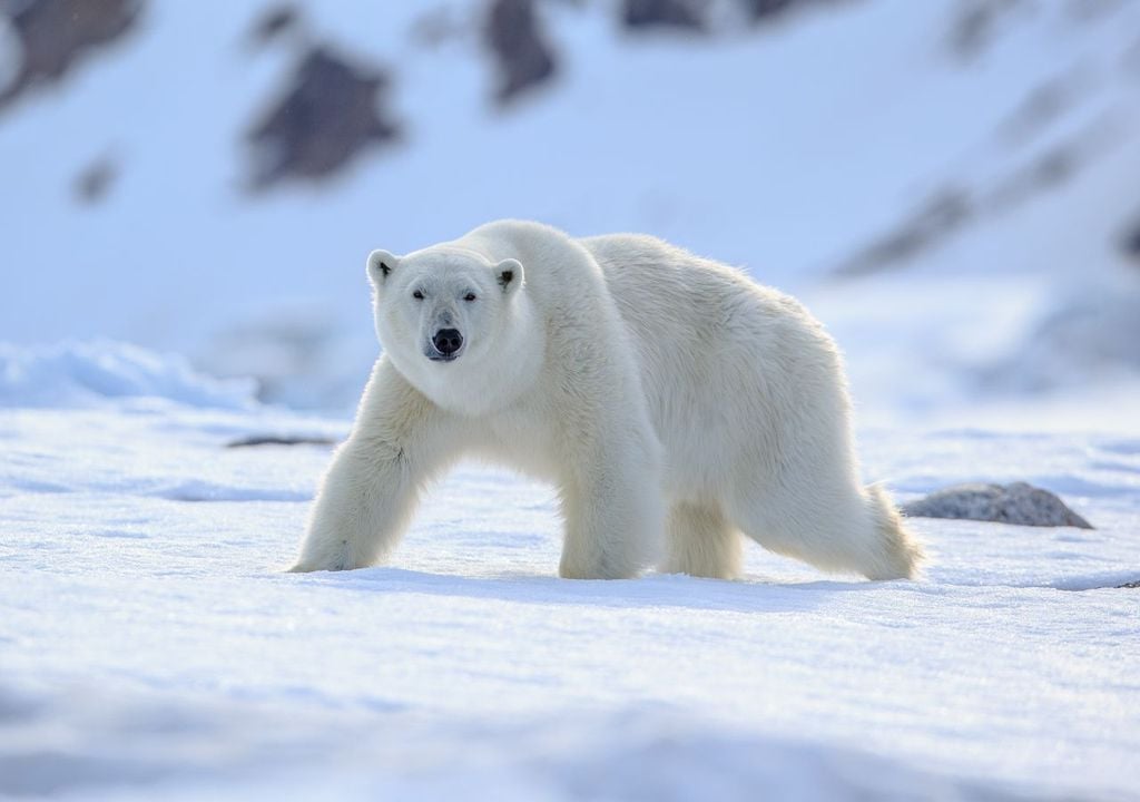 eisbär, nordpol, gefahr