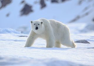 Neue Studie zeigt die grausame Realität des Klimawandels: Eisbären mit Verletzungen durch schmelzendes arktisches Eis