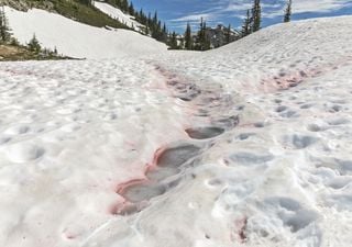 Scientists warn of the spread of watermelon snow, which threatens the future of glaciers!