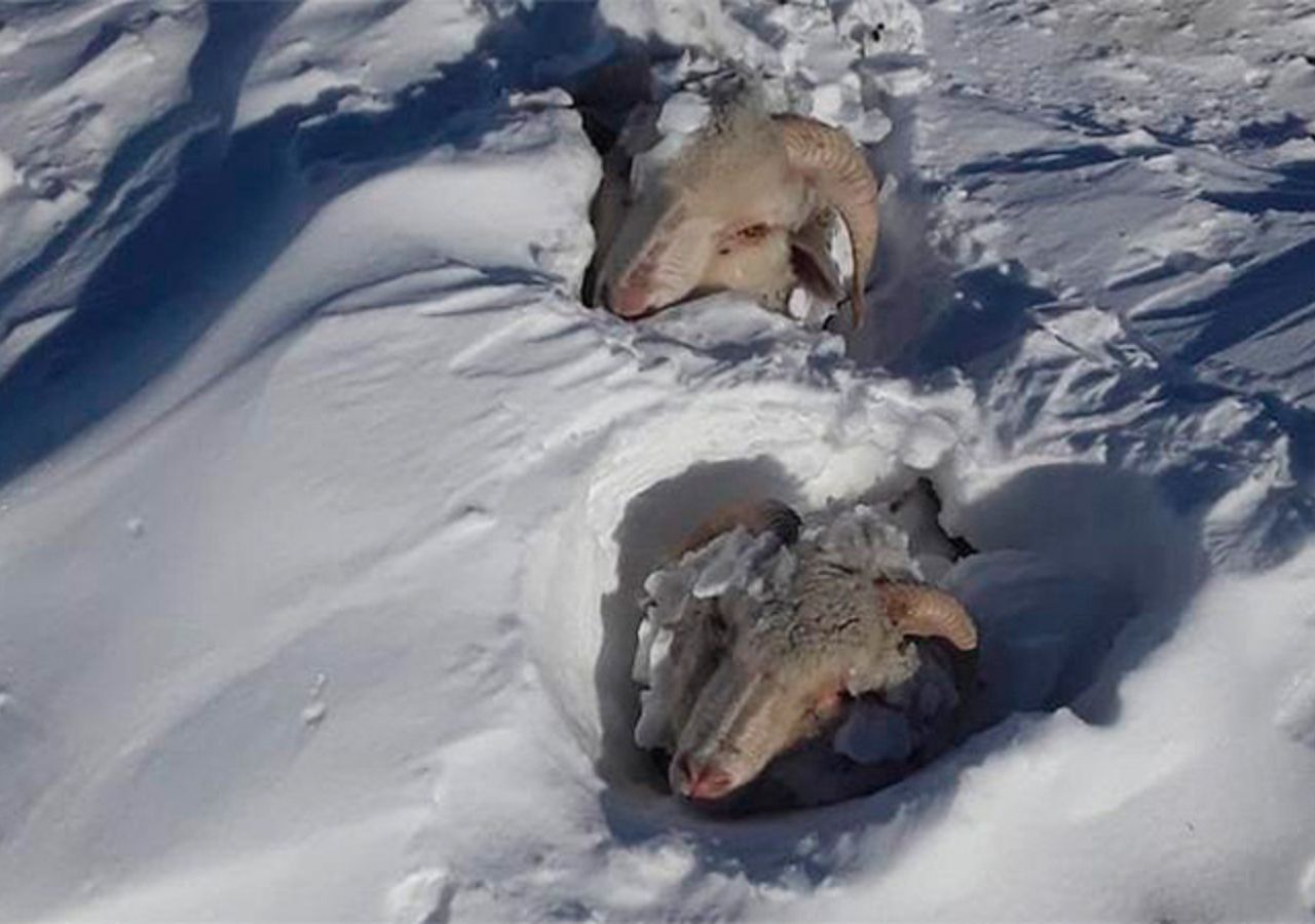 La nieve y las heladas matan animales en la Patagonia