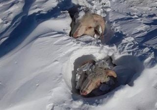 Neve e temperaturas congelantes matam animais na Patagônia