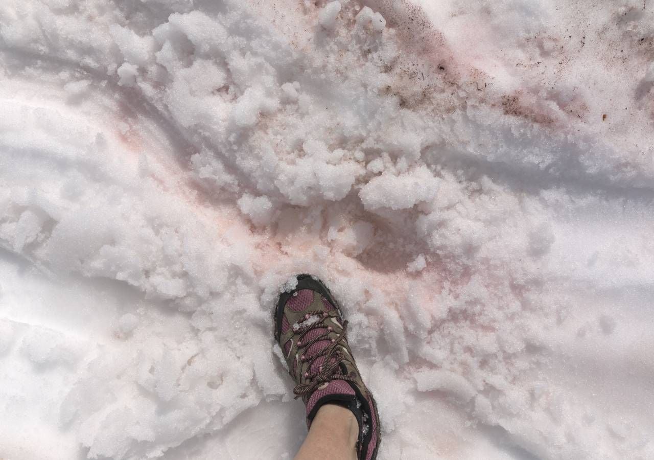 Neve-rosa ou de melancia: o que origina este fenómeno surpreendente ...