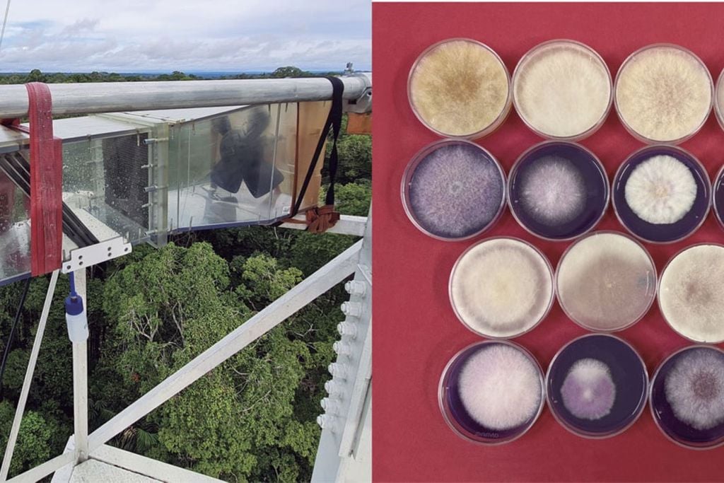 Instrumento (à esq.) coleta neblina de onde microrganismos, como fungos filamentosos, podem ser isolados e cultivados (à dir.). Crédito: Bruna Sebben / UFPR | Dulcilena Castro e Silva / Adolfo Lutz
