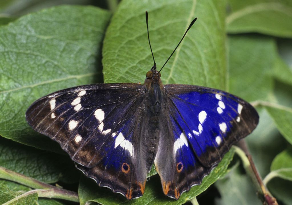 Rare purple emperor butterflies have returned to the Knepp Estate