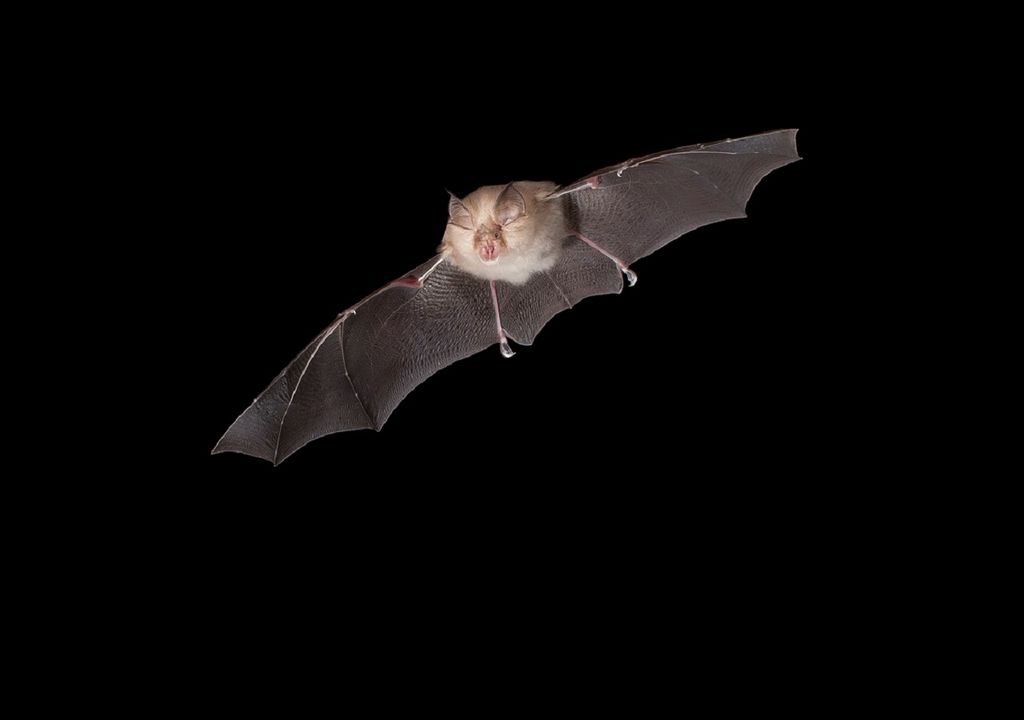 Morcego-de-ferradura-pequeno