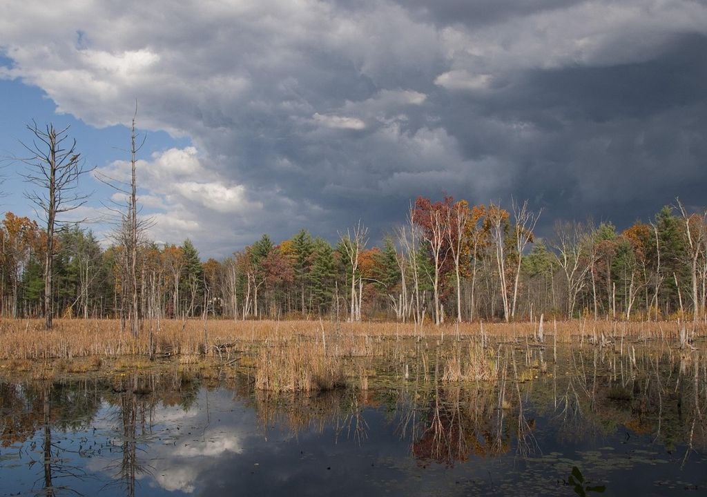 Wetlands are important environments ecosystems in Europe and the UK.