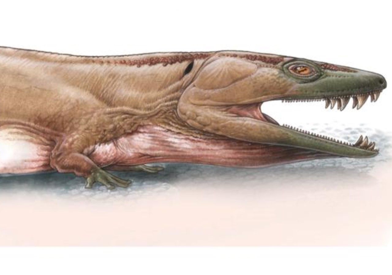 A new giant but extinct ambush predator found in Namibia's Ugab River ...