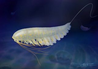 New fossil arthropod displays incredible 3D preservation in sparkling fool’s gold