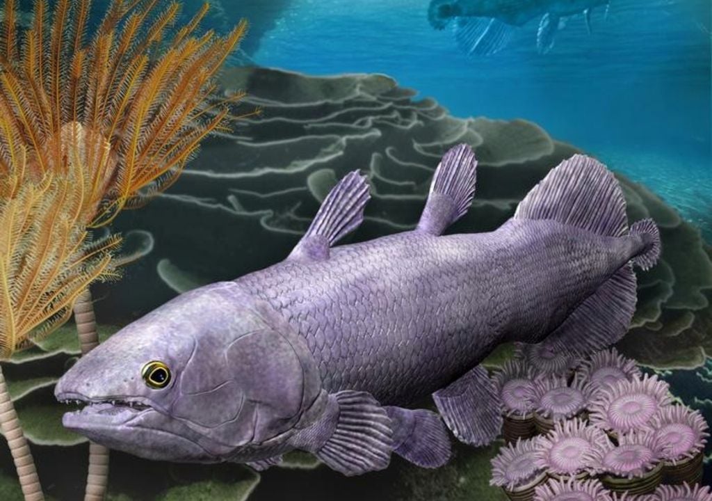 Reconstruction of fossil fish