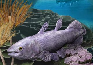 New fossil fish discovered in Western Australia helps to shed light on an important period of coelacanth history