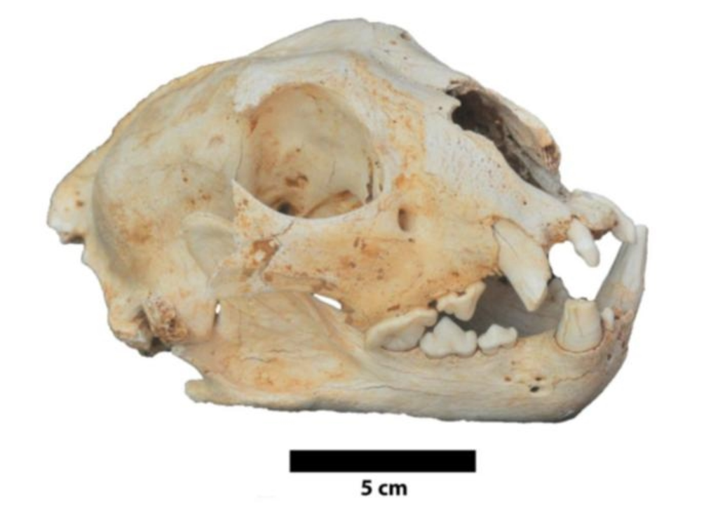 New Fossil Snow Leopard From Portugal Sheds Light On Their History New Fossil Snow Leopard From Portugal Sheds Light On Their History
