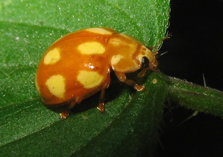 New ladybird found in New Forest is a first in the UK after this year's hot summer
