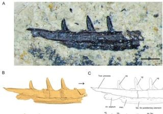 Venomous history: New Late Triassic venomous reptile discovered in Arizona