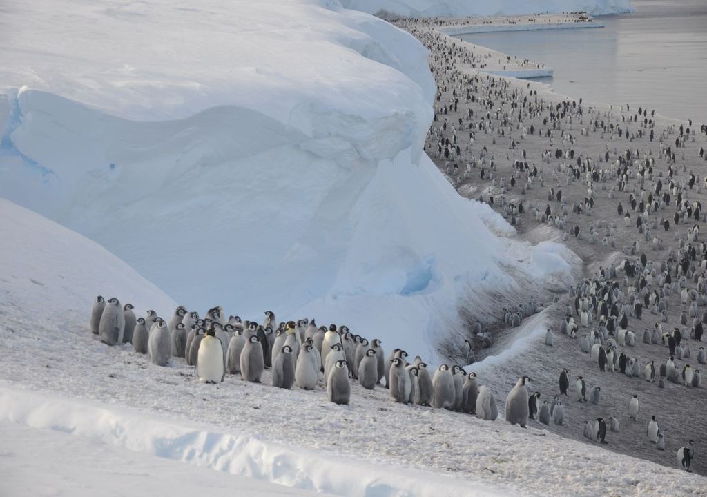 Emperor penguins on sea ice in the Antarctic © Christopher Walton.