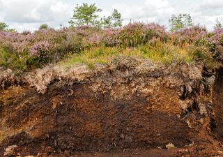 New rules prevent burning heather to protect England's peatlands