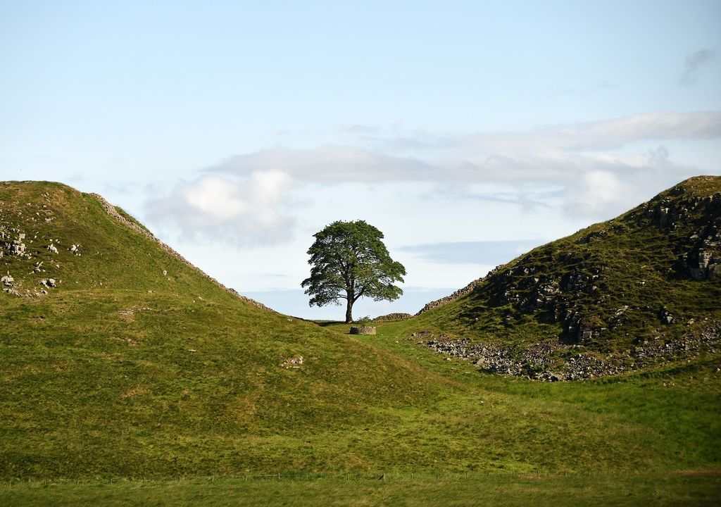 Sycamore Gap Tree on Hadrian's Wall, before it was cut down