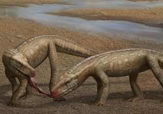 New species of Triassic crocodile-like reptile from Brazil fills taxonomic gap