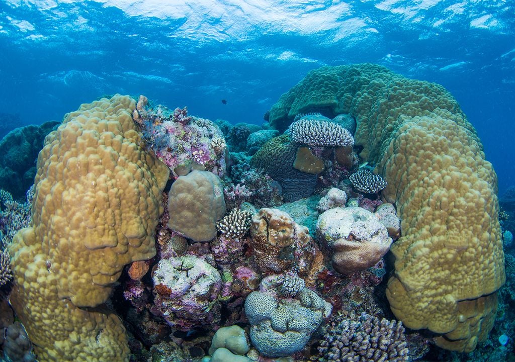 Great Barrier Reef coral