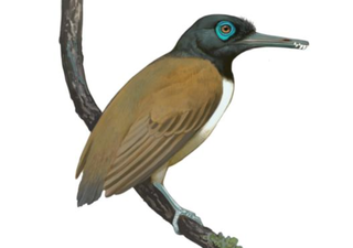 With strong, pointy, teeth, what did this prehistoric bird eat? 