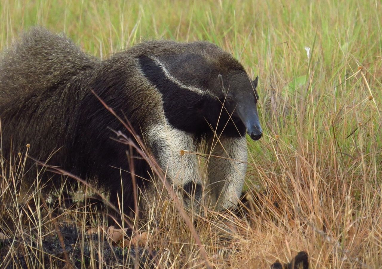 Foto de un oso hormiguero gigante. Crédito: Pixabay.