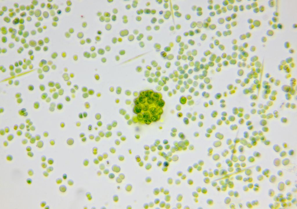 Microalgae are forms of algae that cannot be seen with the naked eye.