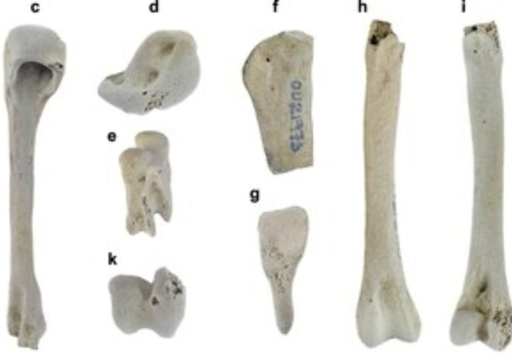 penguin bones