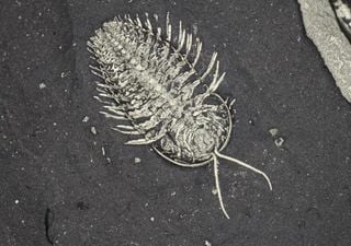 New Trilobite fossils discovered in Upstate New York reveal an ‘extra’ set of legs by their head