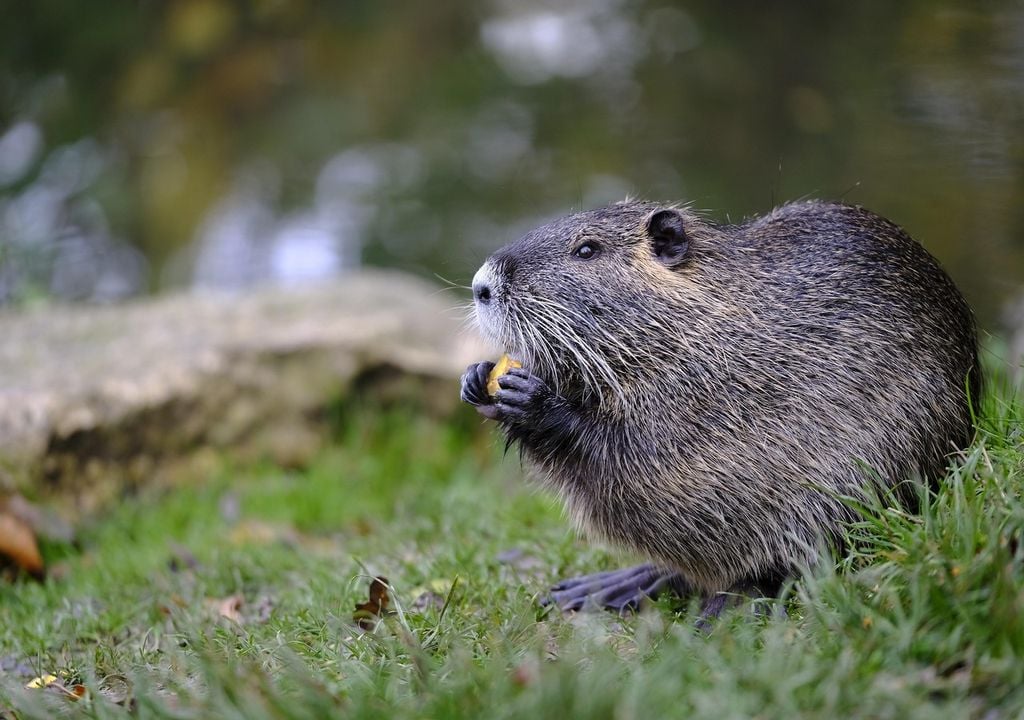 Beavers can benefit new woodlands if the right trees are planted