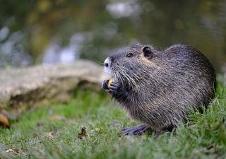 New woodlands can thrive with beavers if the right trees are planted