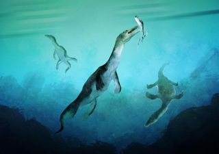 New Zealand Polar Nothosaur fossil is the oldest ever found in the Southern Hemisphere