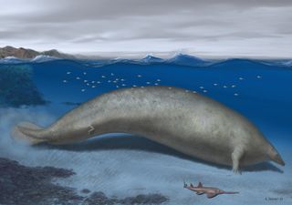 Una nueva especie de ballena podría ser el animal más pesado de la historia