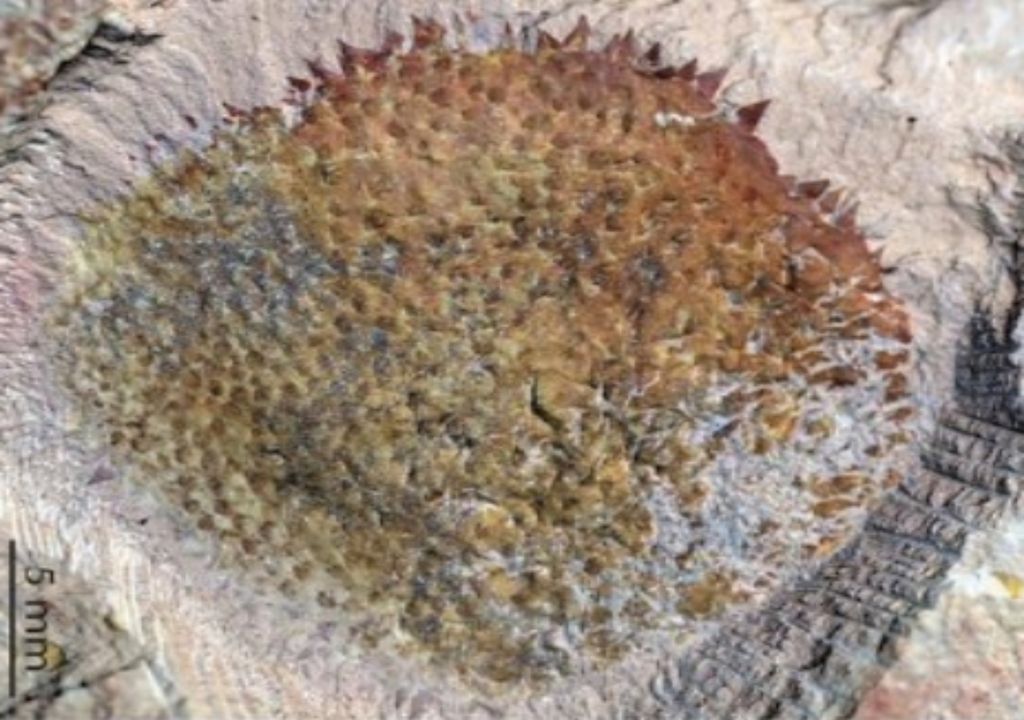 durian fruit like fossil