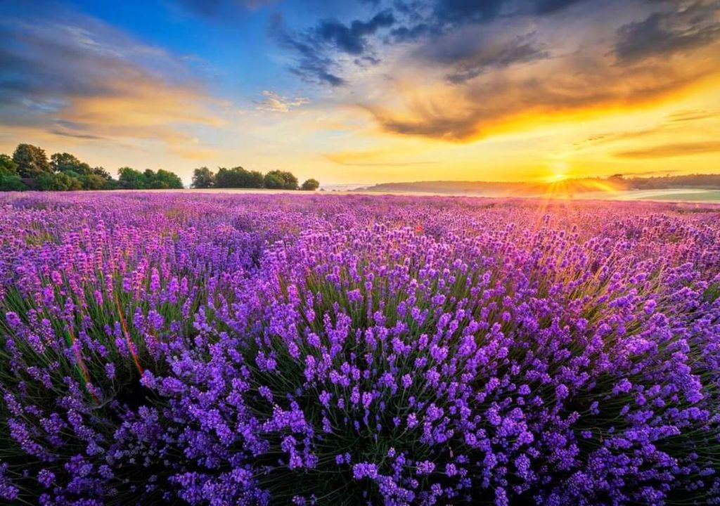 Festival Lavanda Madrid