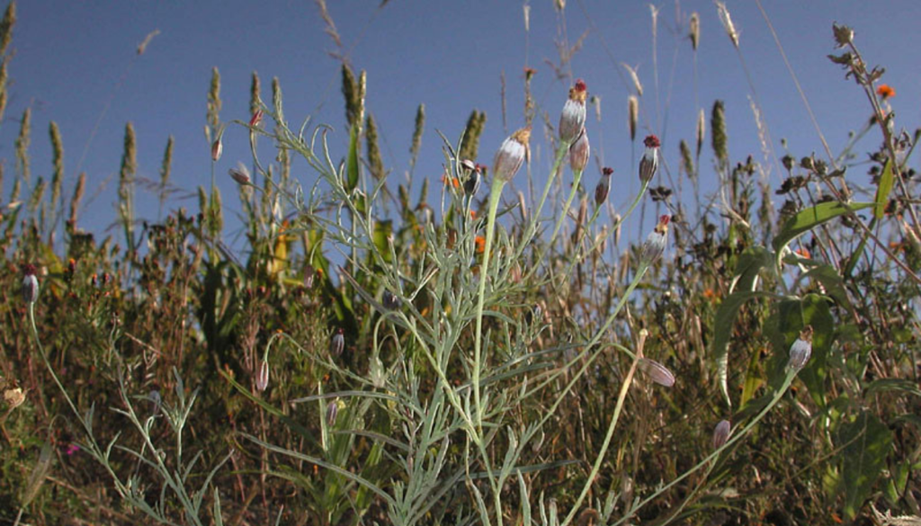 La pipicha pertenece a la familia botánica Asteraceae, la misma del girasol y la lechuga. Imagen Obtenida de CONABIO.
