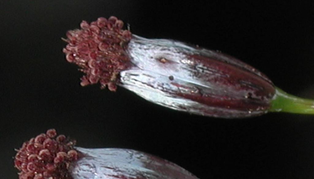 En algunas comunidades rurales se utiliza como planta repelente natural por su aroma intenso. Imagen obtenida de CONABIO.