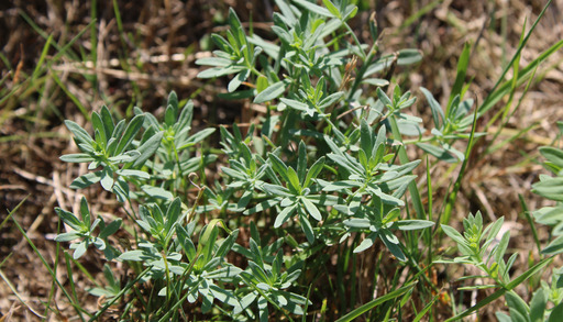 Ni cilantro, ni perejil: as&iacute; puedes cultivar pipicha en casa, la hierba ancestral que transforma el sabor de tus platos