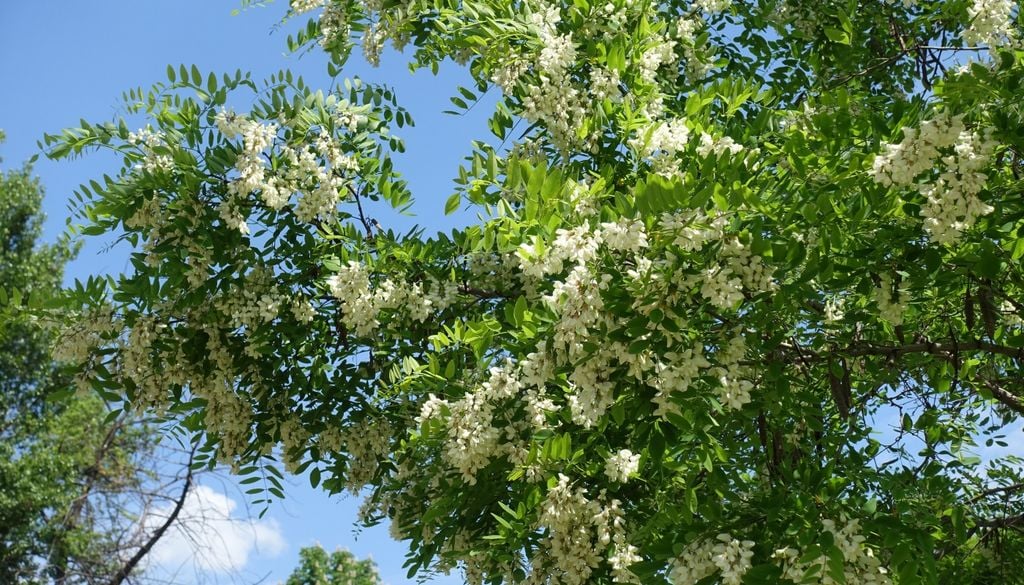 Imagen de moringa oleifera, conocida también como acacia blanca