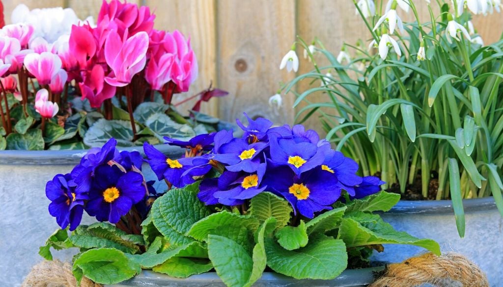 flores de invierno Un jardín bien planificado puede mantener flores durante gran parte del invierno gracias a especies adaptadas a las bajas temperaturas.