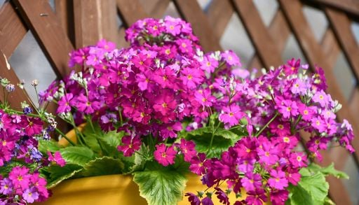 Ni las heladas las detienen: seis plantas que llenan de flores el jard&iacute;n durante el invierno