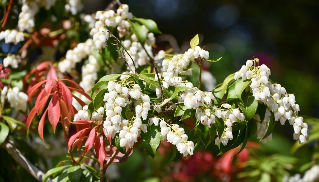 pieris Los brotes rojizos de Pieris japonica aportan interés ornamental incluso después de la floración.