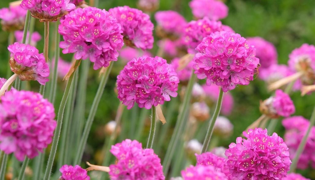 armeria Aunque sus flores parecen delicadas, esta especie destaca por su gran resistencia a condiciones adversas.