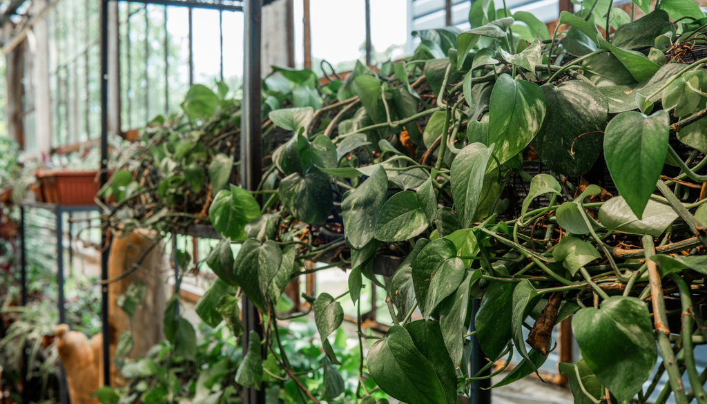 Rara vez florece en interiores, como otras aráceas, produce una inflorescencia formada por un espádice y una espata, aunque suele cultivarse exclusivamente por su follaje. Rara vez florece en interiores, como otras aráceas, produce una inflorescencia formada por un espádice y una espata, aunque suele cultivarse exclusivamente por su follaje.
