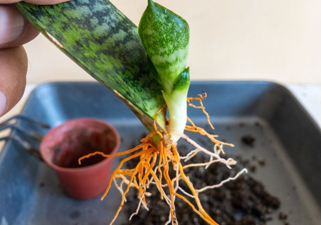 Un sustrato bien drenado es clave para mantener sanas las raíces de la sansevieria, ya que el exceso de humedad puede provocar pudriciones y afectar su desarrollo.